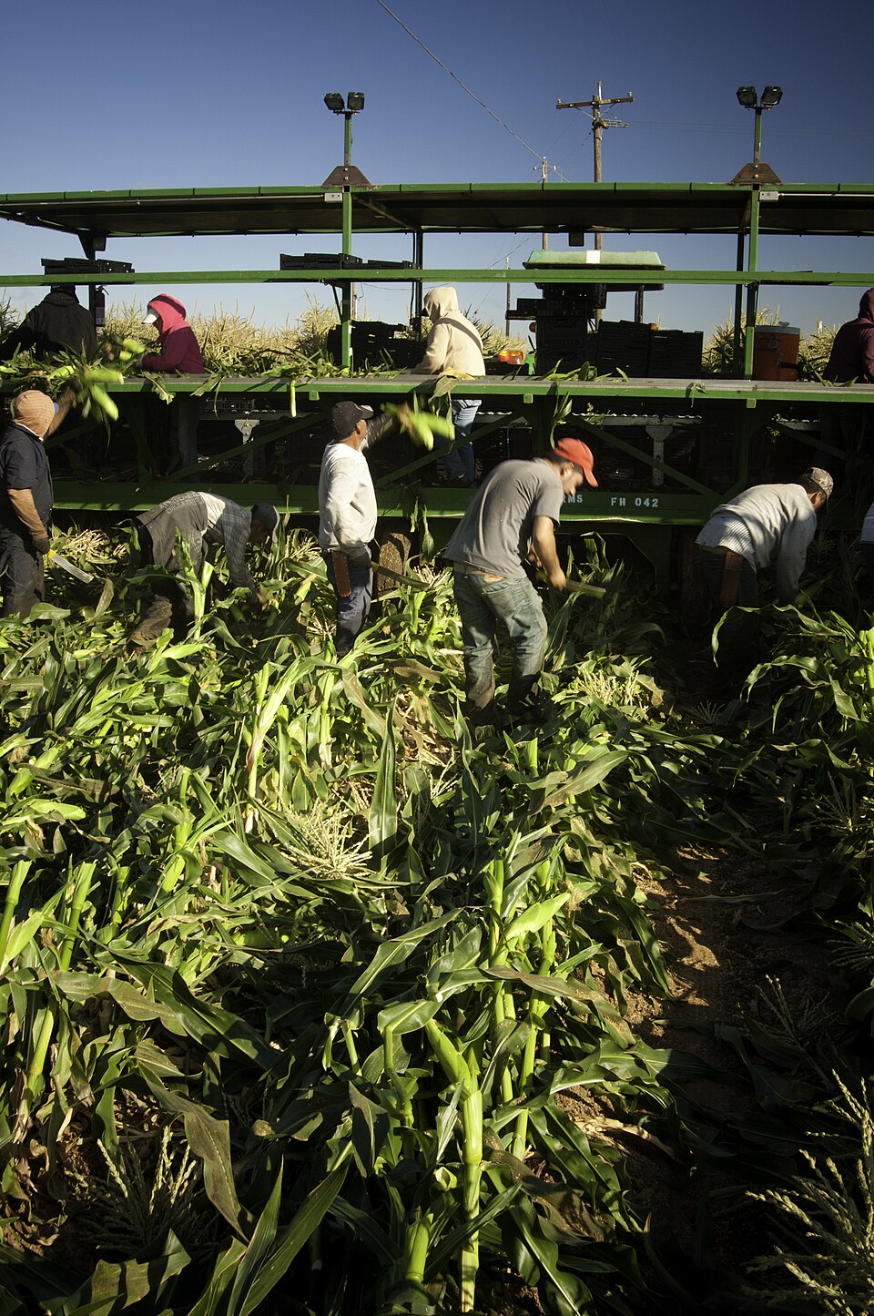 Varios trabajadores agrícolas cosechan y seleccionan maíz en la granja Uesugi Farms de Gilroy, California